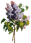 lilacs for mom
